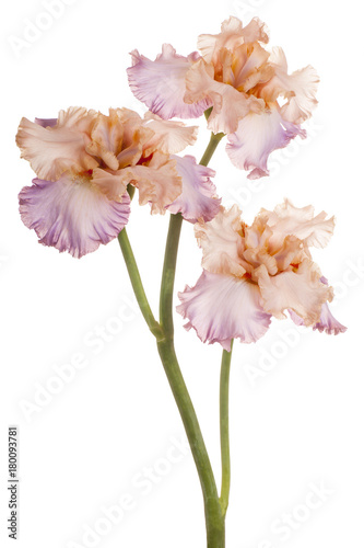 Fototapeta Naklejka Na Ścianę i Meble -  iris flower isolated