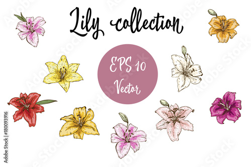 Vector flowers set of lily buds. Isolated vector illustration on white background.