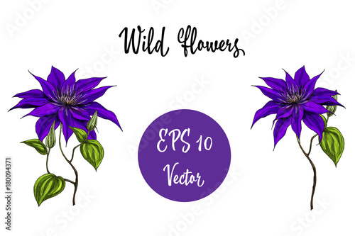 Vector illustration with wild flowers collection isolated on white background.