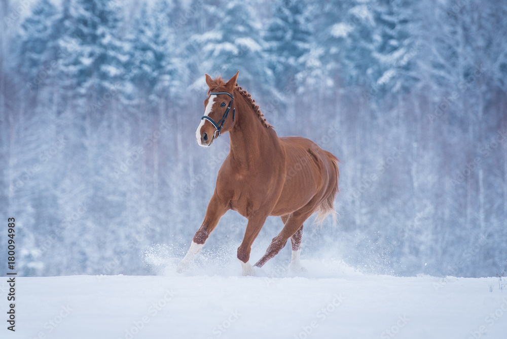 Beautiful red horse running in snow in winter Beautiful red horse running in snow in winter