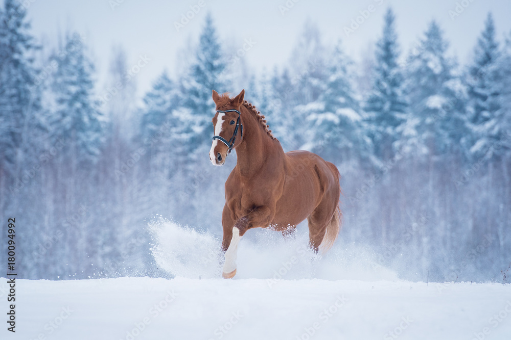 Beautiful red horse running in the snow in winter Beautiful red horse running in the snow in winter