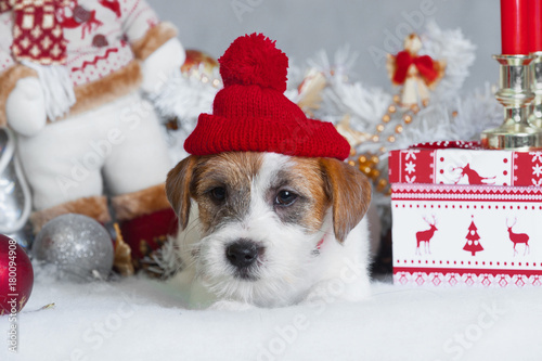 little puppy jack russel terrier in red cap lies among New Year's toys