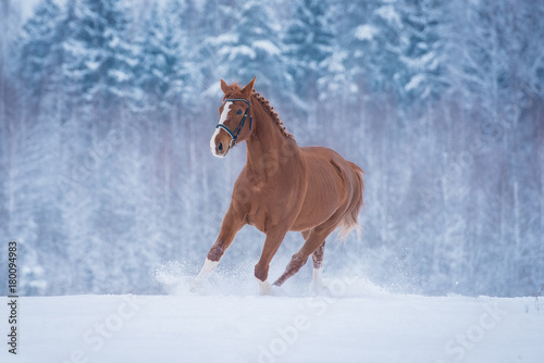 Beautiful red horse running in snow in winter