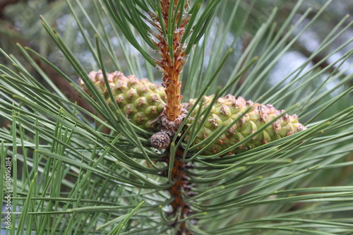 Green pine cones, hanging in the forest like two twin brothers.