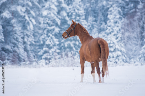 Beautiful red horse in winter
