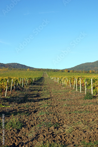 Vineyard and hills landscape autumn season agriculture