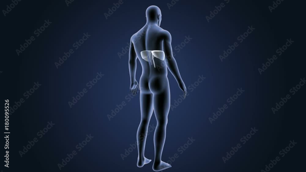 Diaphragm with Body Diaphragm with Body