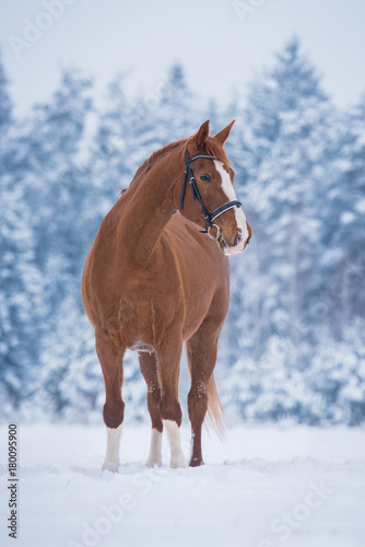 Beautiful trakehner horse in winter