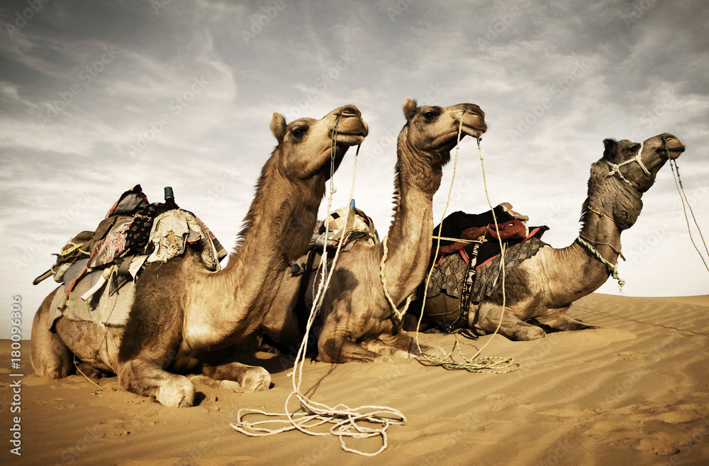 Fototapeta premium Camels resting in the desert. Thar Desert, Rajasthan, India.