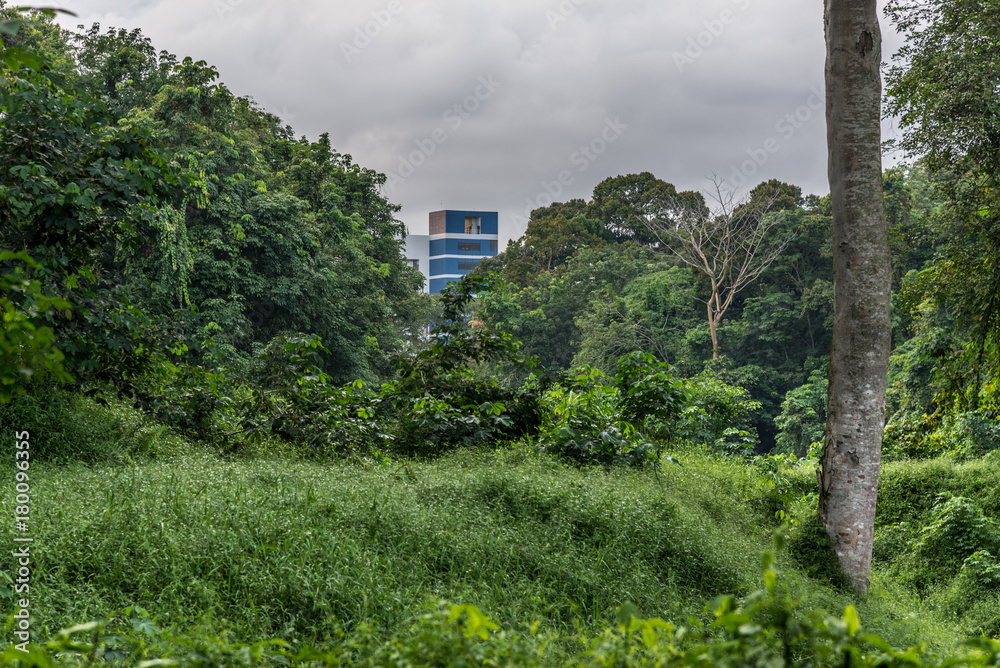 View of a dense tropical forest. View of a dense tropical forest.