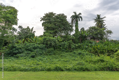 View of a dense tropical forest. 