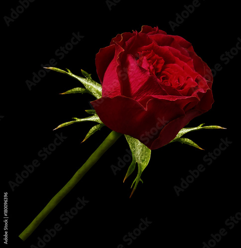 Fototapeta Naklejka Na Ścianę i Meble -  Red rose flower on a green stem. Rose on a black isolated background with a clipping path there are no shadows. close-up. Nature.