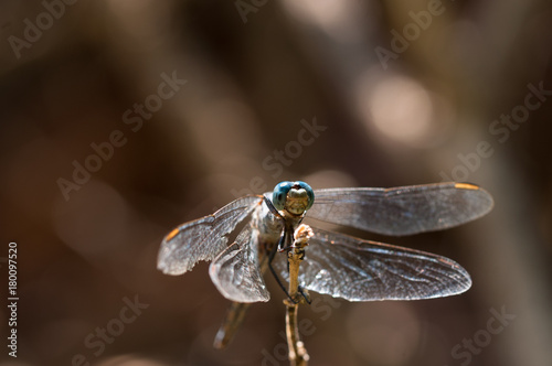 Dragonfly on stem
