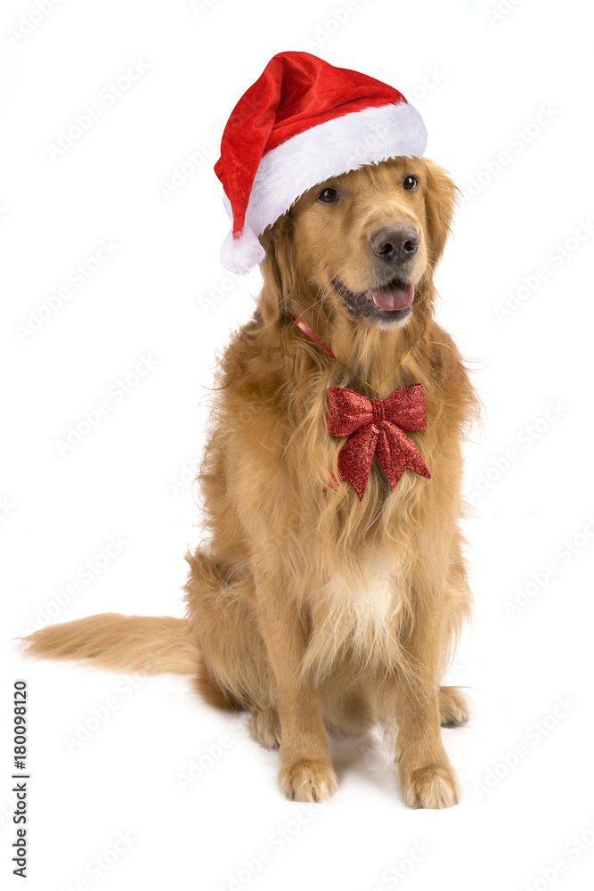 new year christmas dog breed golden retriever cap santa claus red bow white background isolate shaggy redhead new year christmas dog breed golden retriever cap santa claus red bow white background isolate shaggy redhead