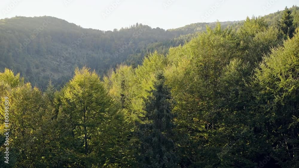 Picturesque view of green trees in forest on sunny day Picturesque view of green trees in forest on sunny day