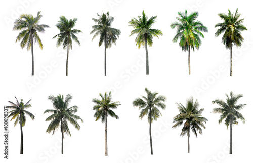 collection Palm coconut the garden isolated on white background