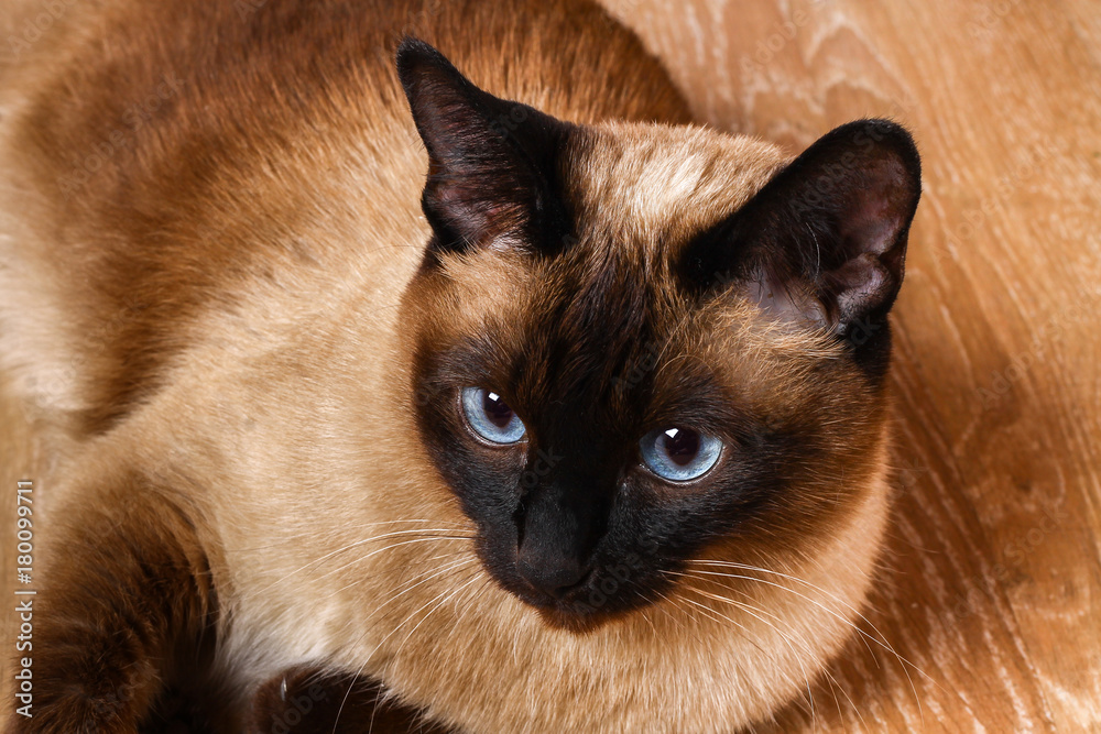 Siamese or Thai cat lies on the floor. The cat is disabled. Three paws, no limb.
