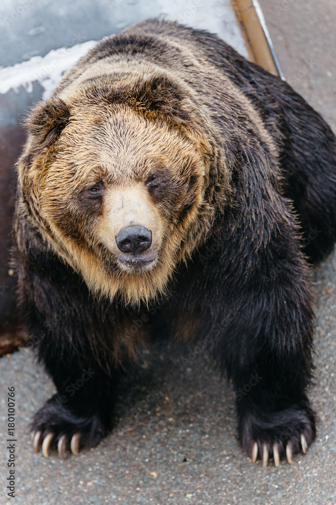 Raised Brown Bear crawling on the concrete ground at Noboribetsu Bear Park in Hokkaido, Japan. Raised Brown Bear crawling on the concrete ground at Noboribetsu Bear Park in Hokkaido, Japan.