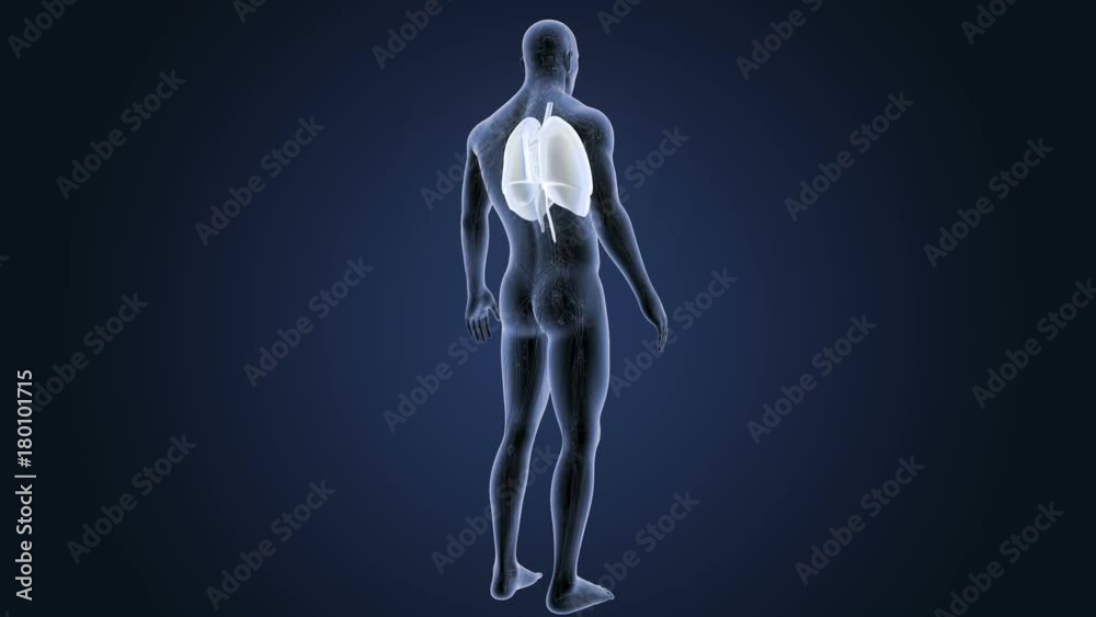 Heart, Lungs and Diaphragm with Circulatory System Heart, Lungs and Diaphragm with Circulatory System