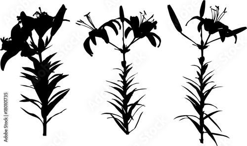 Fototapeta Naklejka Na Ścianę i Meble -  three lily black silhouettes isolated on white