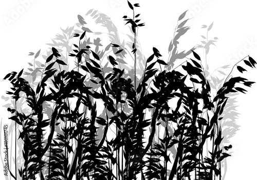 grey and black silhouettes of isolated oat