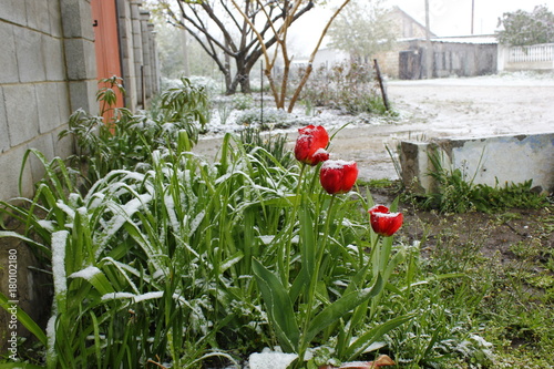 тюльпаны снег цветы