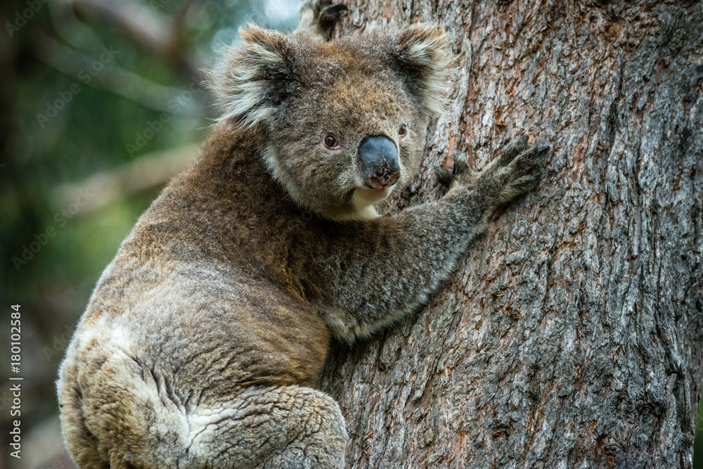 Obraz premium Wild Koala near Lorne looking at the camera, Australia