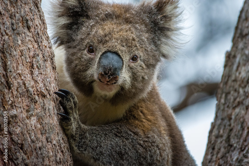 Fototapeta Naklejka Na Ścianę i Meble -  Closeup of wild Koala near Lorne, Australia