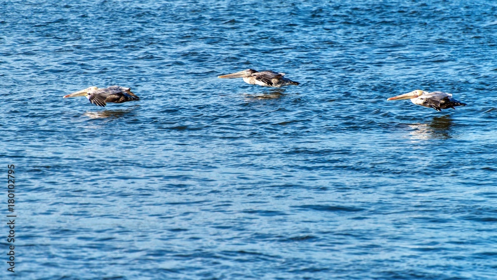 Fototapeta premium Braune Pelikane fliegen über Wasser
