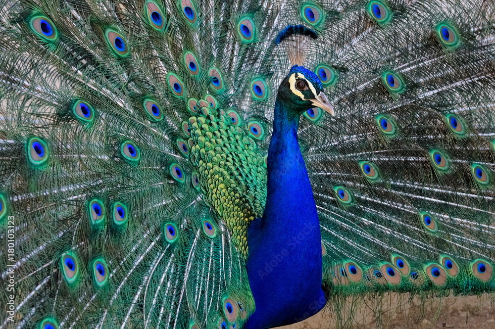 Naklejka premium Close up of male peacock (peafowl), showing its beautiful feathers