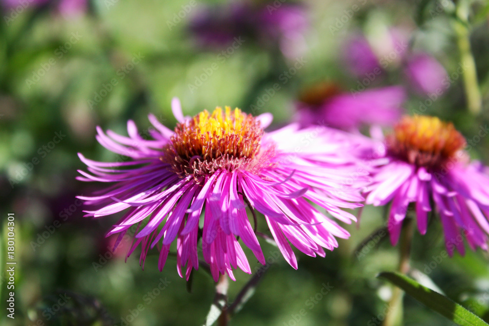 flower flower