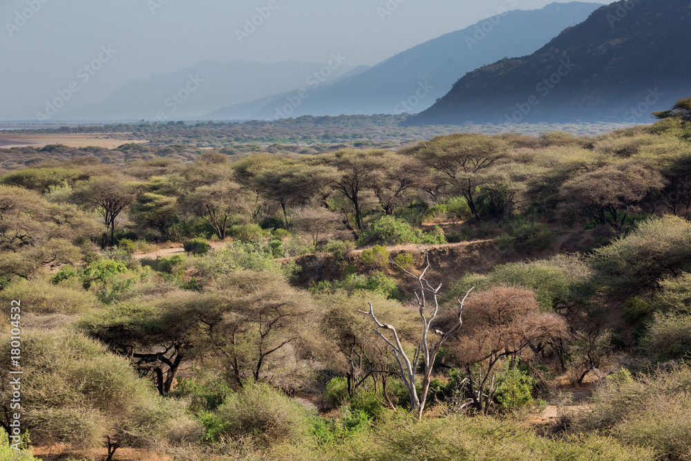 Der Manyara Nationalpark - Tansania