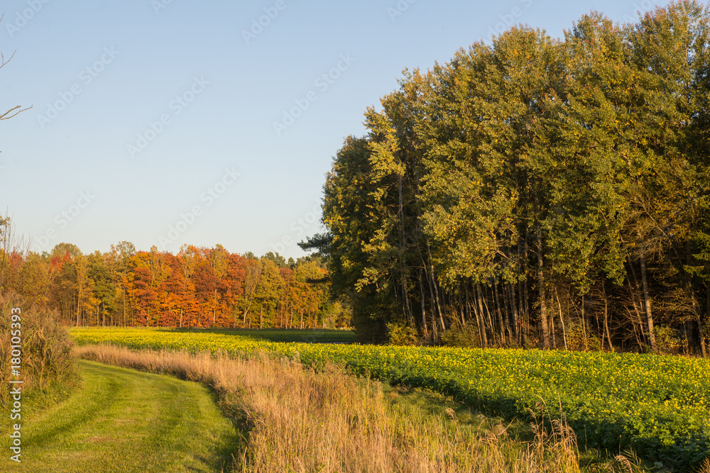 Fototapeta premium bavarian landscape in fall