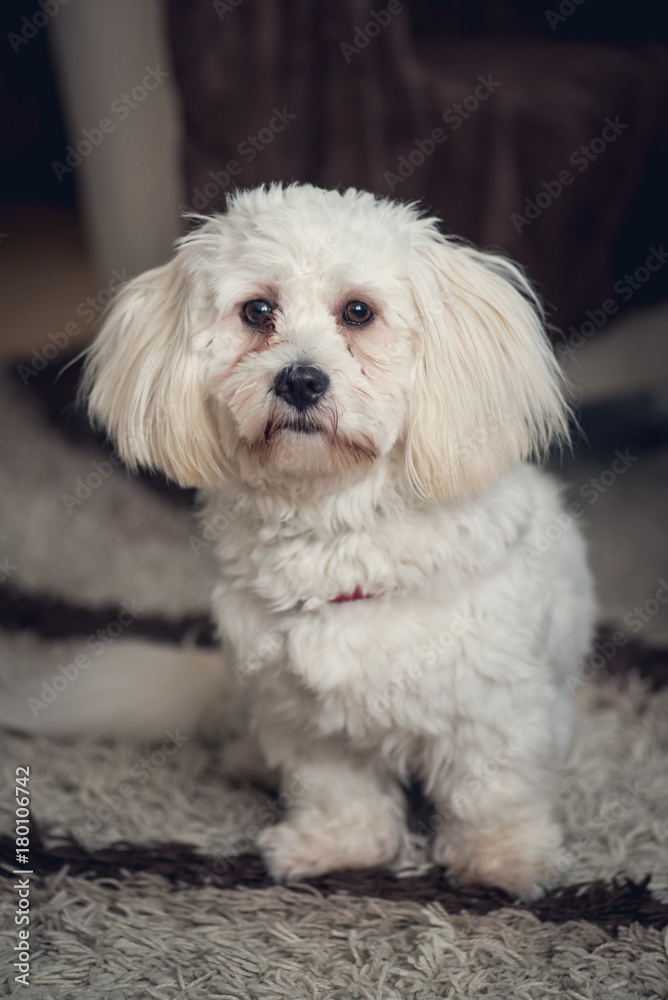 Young white maltese dog at home