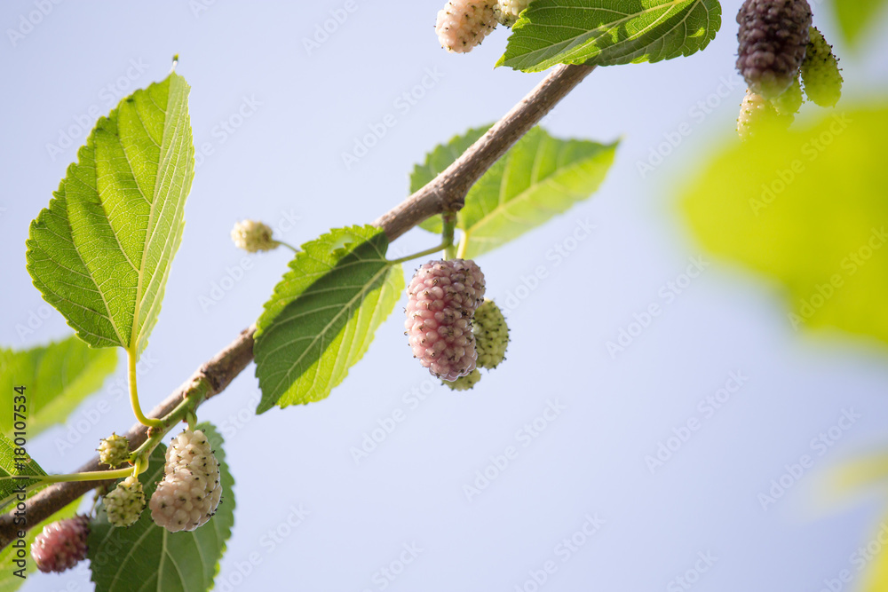ripe mulberry berry on the branches of a tree ripe mulberry berry on the branches of a tree