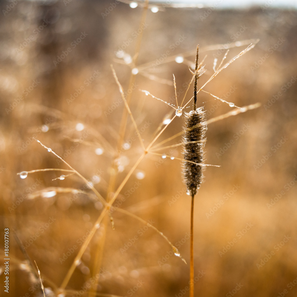 Fototapeta premium Change of seasons concept: mist droplets on the faded yellow grass, reeds in the late autumn morning