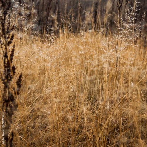 Change of seasons concept: mist droplets on the faded yellow grass, reeds in the late autumn morning