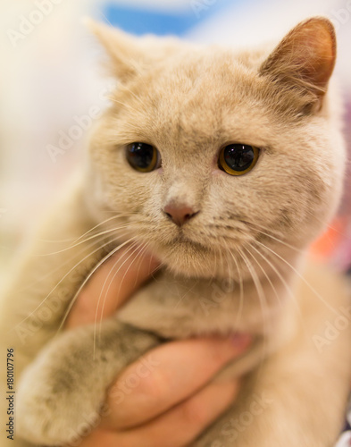 Portrait of a thoroughbred cat at the exhibition