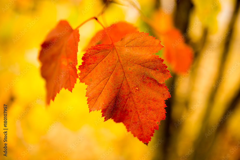 beautiful leaves on a tree in autumn