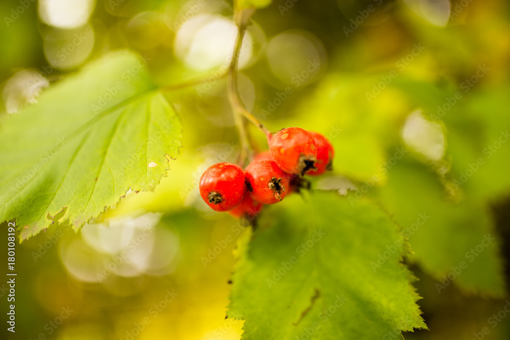 Obraz premium red berry hawthorn on nature