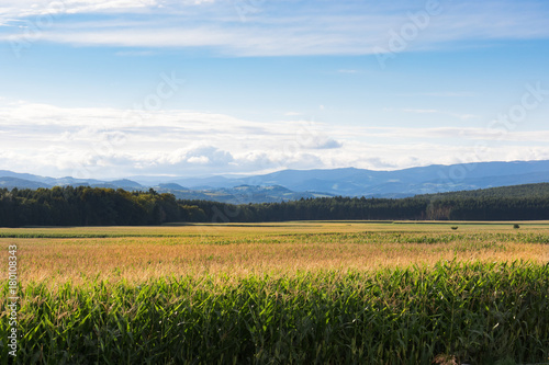 Beautiful landscape,field of flowering corn, distant mountain range in Alps