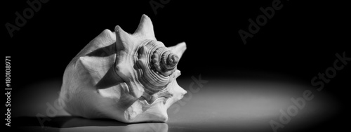 Lighted Sea Shell on Moody Dark Background