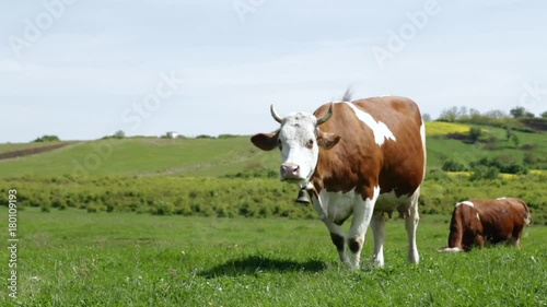 Cow grazing, cowbell ringing
