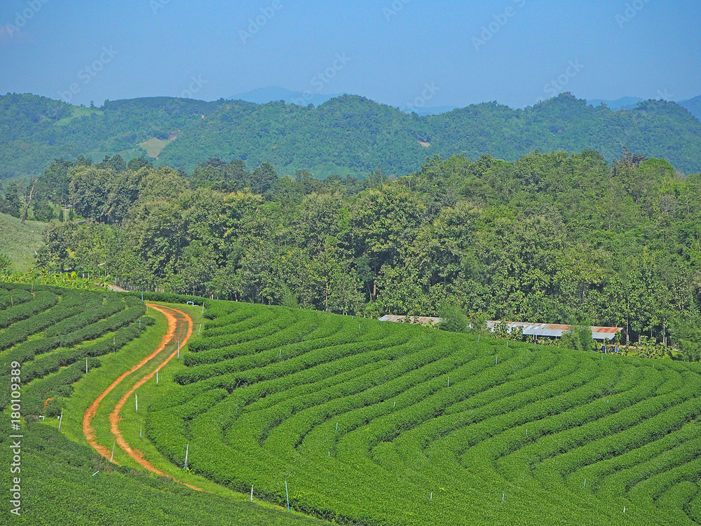 Tea plantation at Chiangrai, Thailand