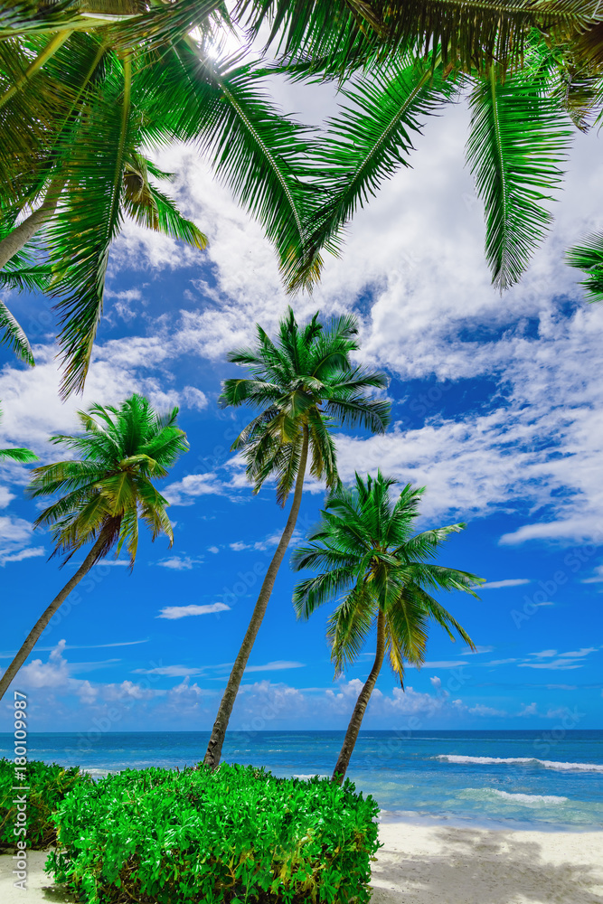 Obraz premium resort beach palm tree sea