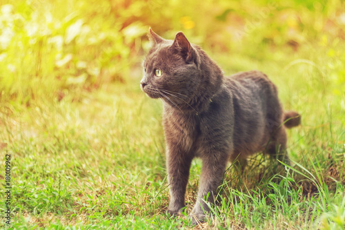 Portrait of a gray cat in the grass in the sunlight