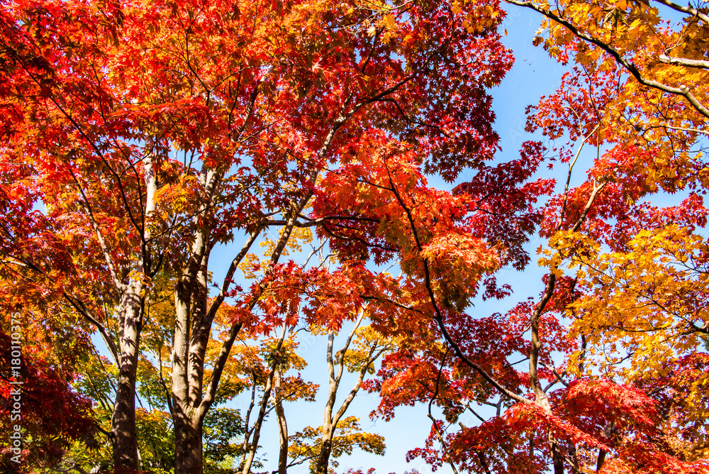 鮮やかな紅葉