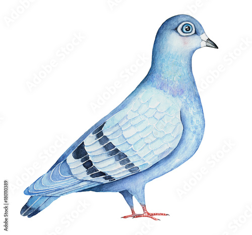 Feral Pigeon hand drawn watercolor illustration, isolated on white background. Blue, navy and gray colors. Standing, Full body, side profile view. Symbol of love and peace. All continents bird.