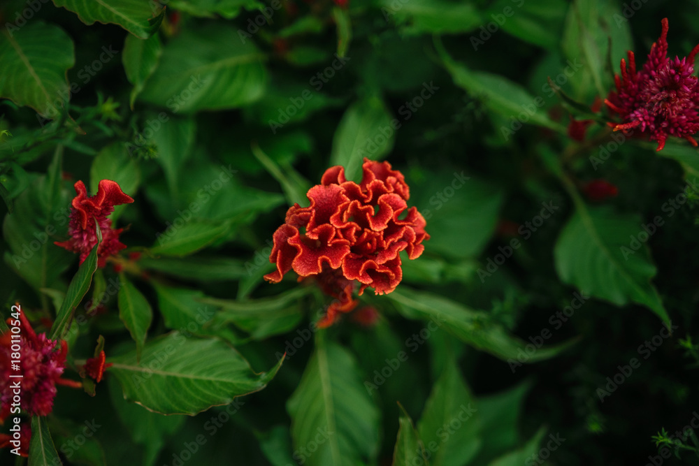 Red flower on green background in Sukhumi botanic garden, Abkhazia Red flower on green background in Sukhumi botanic garden, Abkhazia
