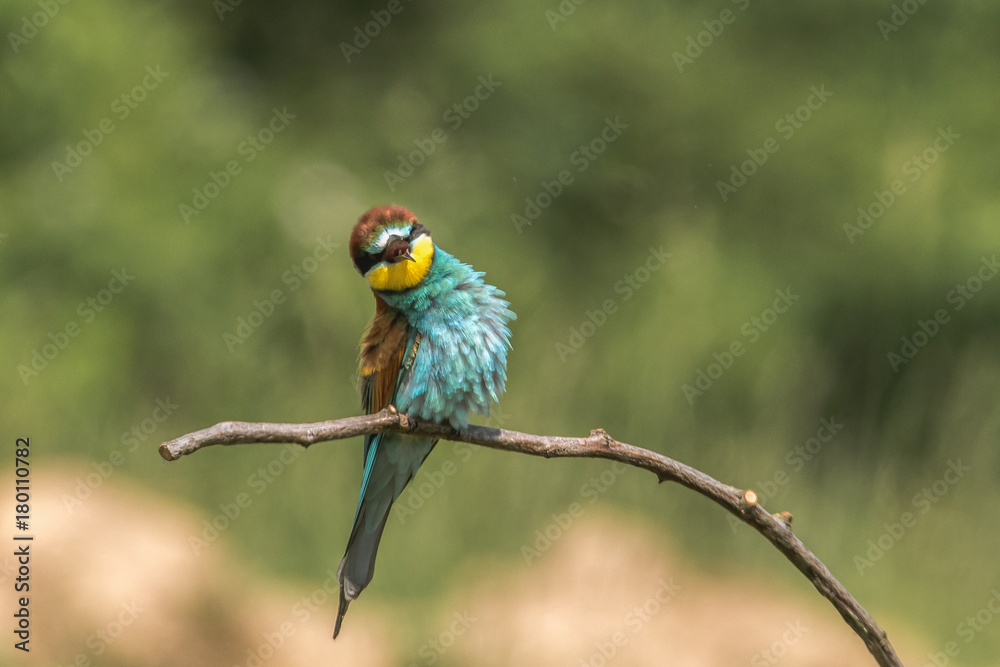 Fototapeta premium Colorful bird outdoor and wildlife. European bee-eater (Merops apiaster) in natural habitat. 